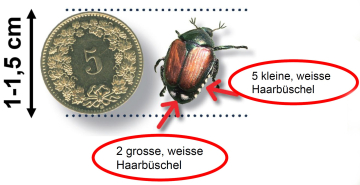 Bild Japankäfer