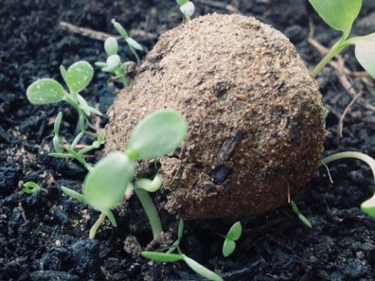 Seedballs