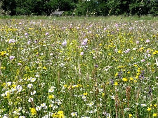Wildblumen