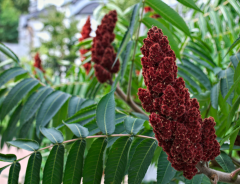 Essigbaum